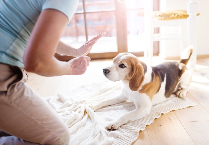 ペットハウスを使ったしつけ方法は?
