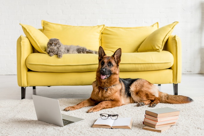 そのほかのソファーベッドもチェック!