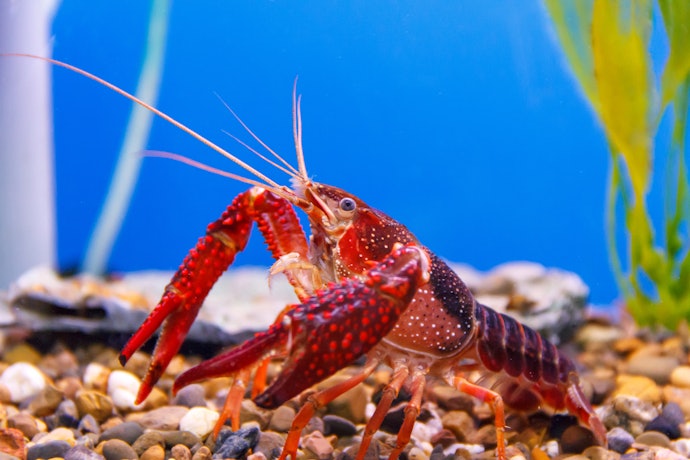 規制により放流は禁止に。アメリカザリガニは最後まで責任を持って飼育しよう