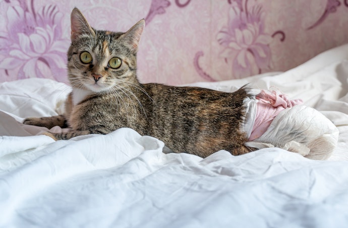 猫がおむつを嫌がる場合の対処方法は?