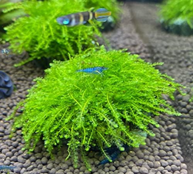 水草を購入するときの注意点とは?