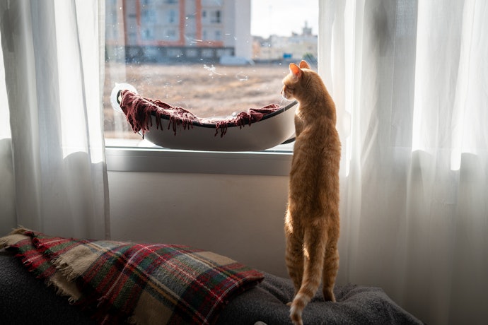 ハンモックに乗らない!愛猫はどうすれば使ってくれる?
