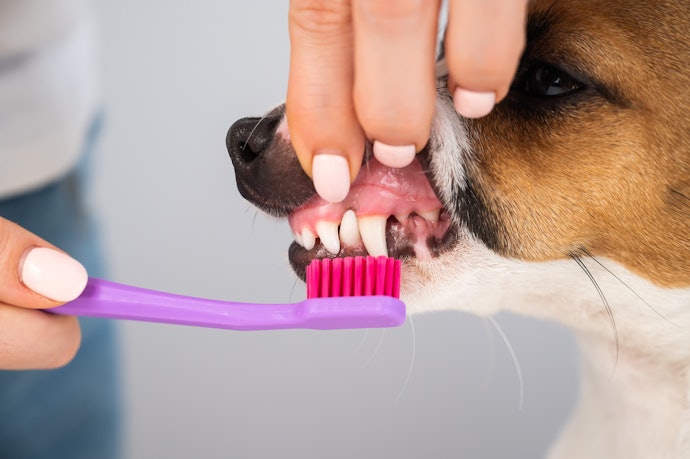 歯磨きを嫌がる!犬のデンタルケアのコツは?