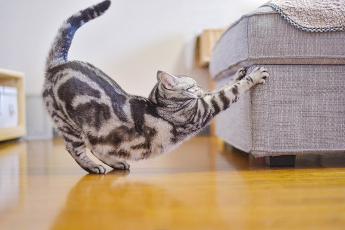 爪とぎを使わない!壁・家具で爪をとぐ場合の対策は?