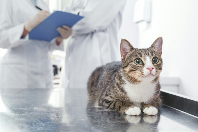 猫の年齢がわからない場合は?
