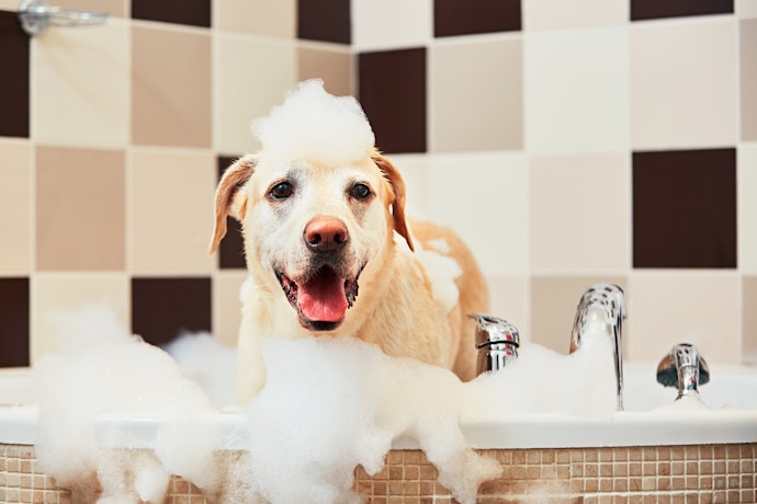 犬用薬用シャンプーの使い方は?注意点はある?