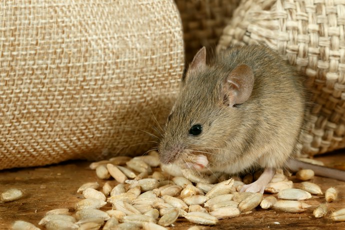 ネズミ用毒餌を設置する際の注意点は?