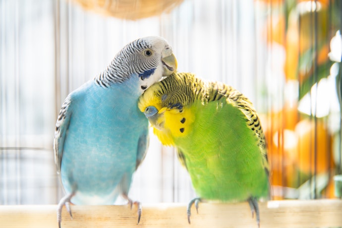 インコ用ヒーターは寝るときに切るべき?つけっぱなしでもよい?