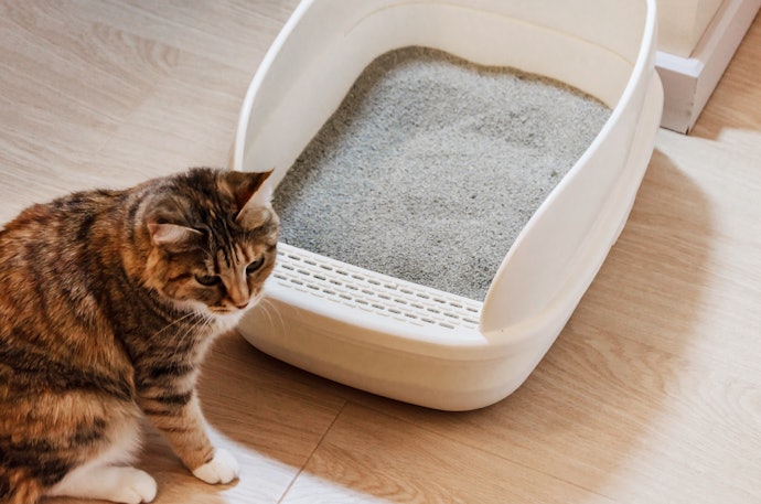 猫がトイレを使わない場合の対処法は?