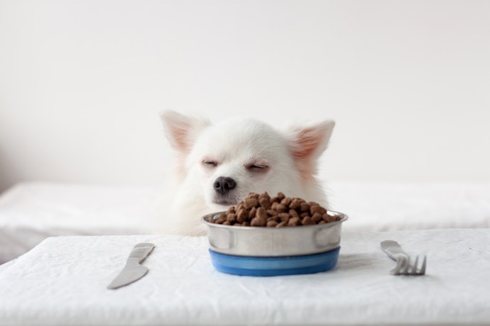 食べない小型犬に食べさせるポイントは?