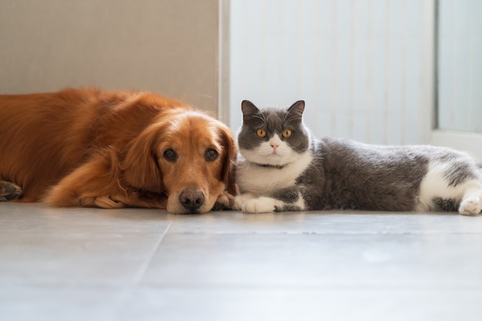 犬も飼っているなら、犬・猫両方の保険内容をチェック