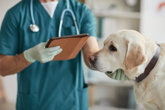 犬の年齢がわからない場合は?