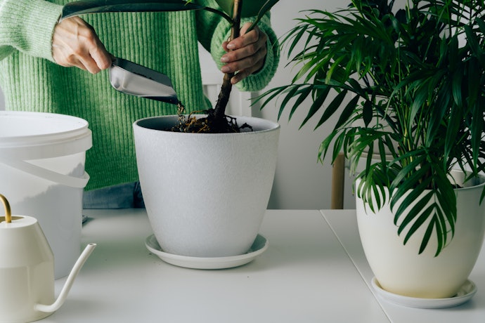 植え替えは必要?ウンベラータの育て方のポイントは?