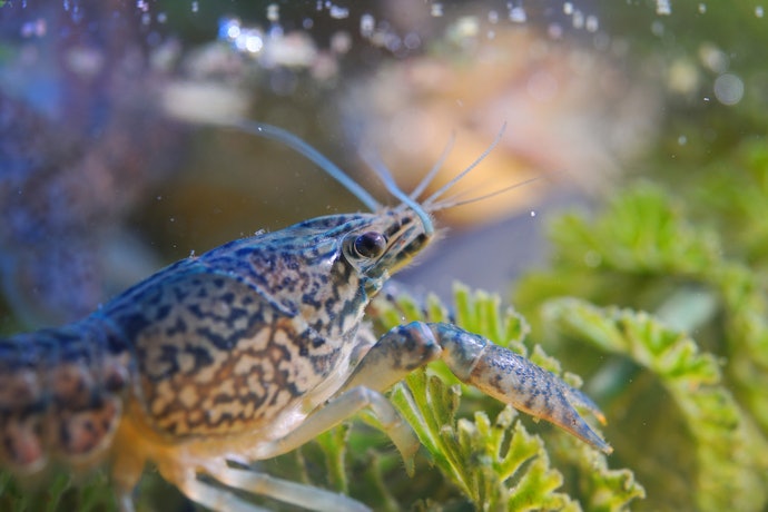 ザリガニの餌は家にあるもので代用できる?