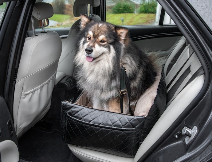 愛犬と車に乗るときは法律違反にならないように注意しよう