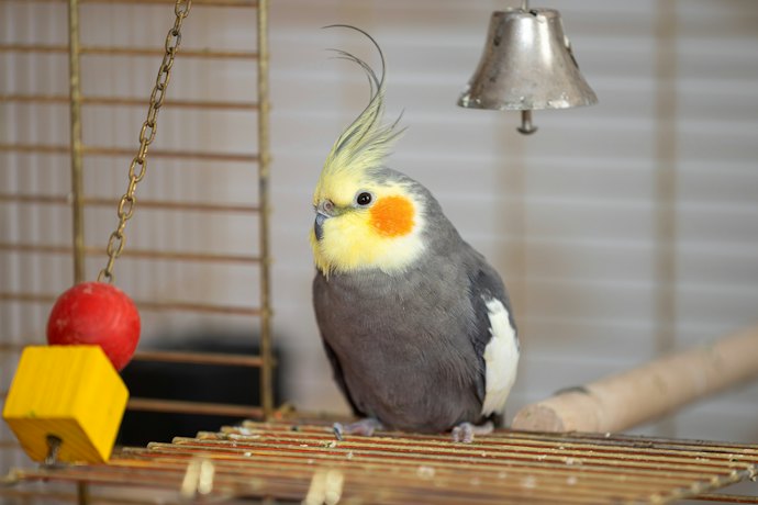 インコ用ヒーターの代用品はある?