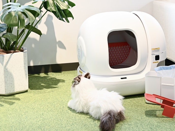 猫に自動トイレを使ってもらうためにはどうすればいい?