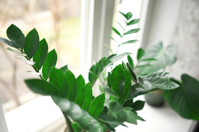 玄関向き観葉植物は100均でも買える?
