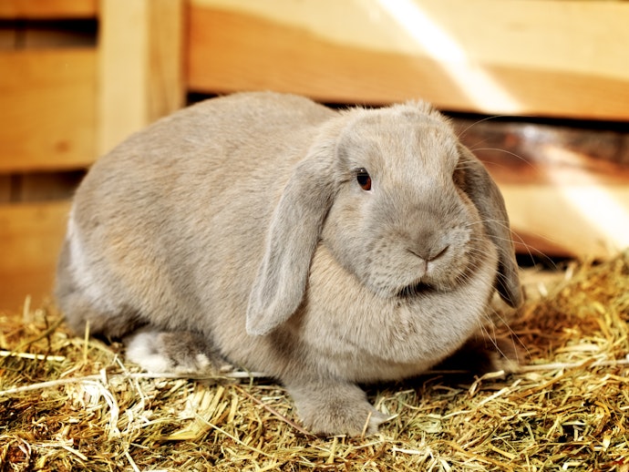 うさぎの牧草は自宅で栽培できる?