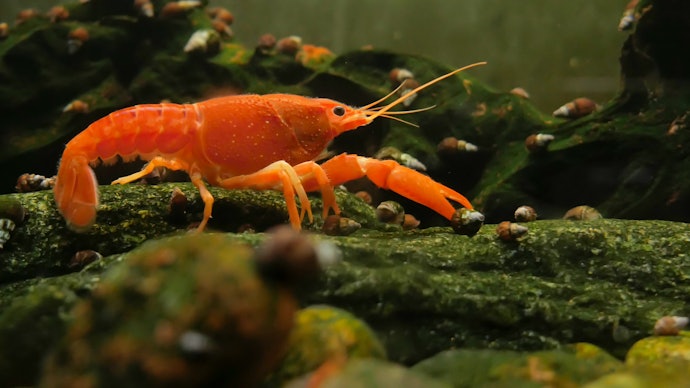 ザリガニの餌のあげ方が知りたい!量・頻度は?