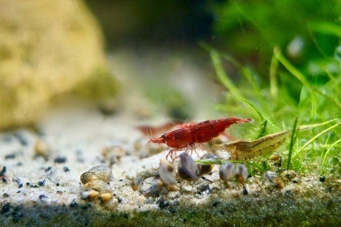 エビがすぐに死んでしまう!原因・対処法は?