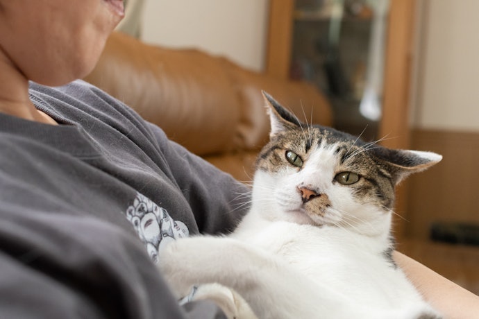猫のペット保険は終身で加入できる?