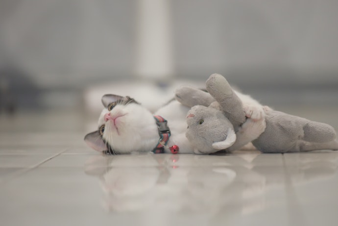 猫が鈴付きの首輪に慣れるためのコツは?