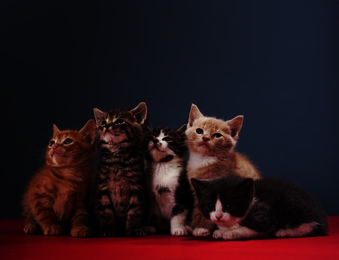 猫がケーキを食べていけない場合とは?