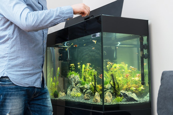 熱帯魚にどのくらいの頻度で餌を与えればよい?