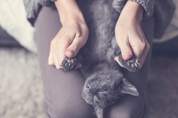 猫の肉球をケアする頻度は?