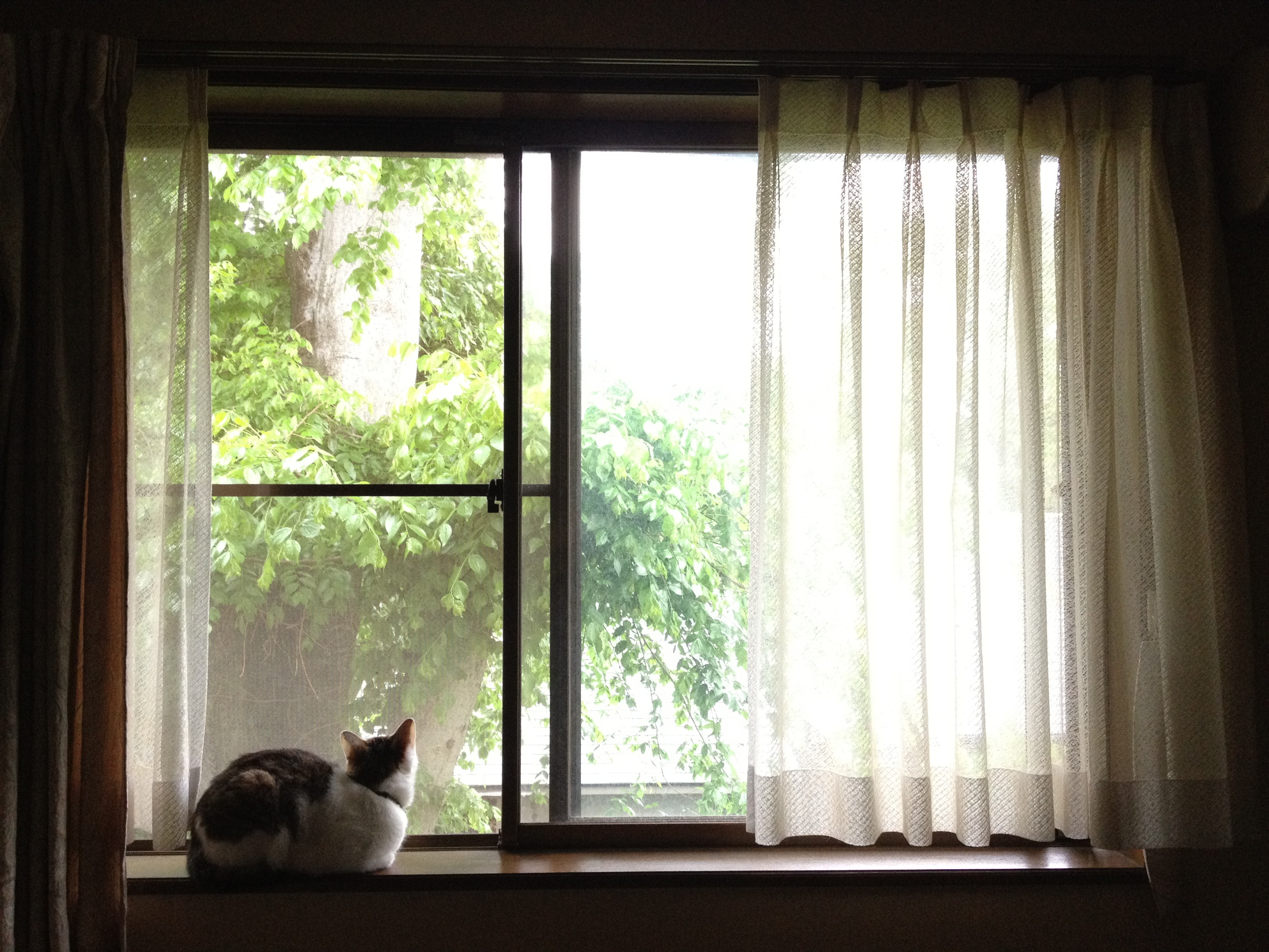 22年 和室カーテンのおすすめ人気ランキング4選 Mybest