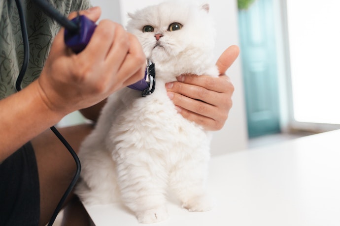 猫用バリカンの手入れの方法を解説!