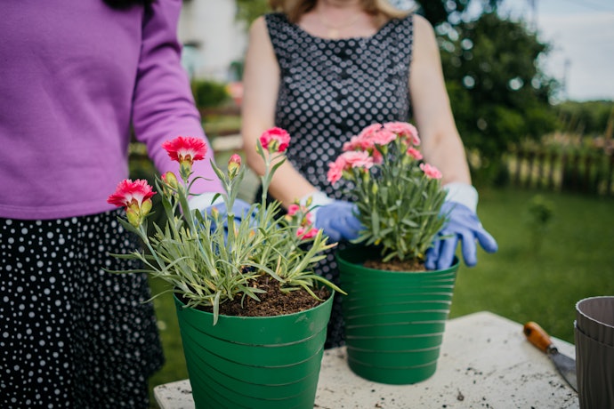 カーネーションの鉢植えの育て方のポイントは?