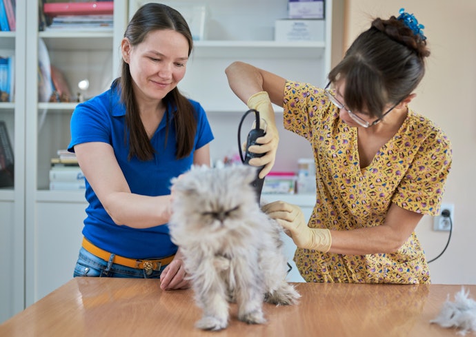 猫のバリカンのやり方は?注意すべきポイントはある?