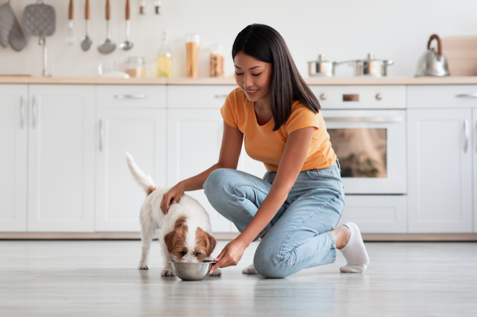 飼い犬にストレスを与えないようにするには?