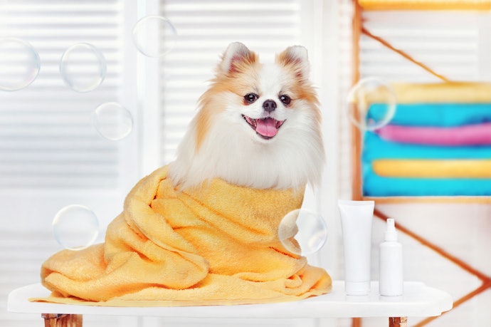 子犬・子猫のシャンプーの頻度・時間は?