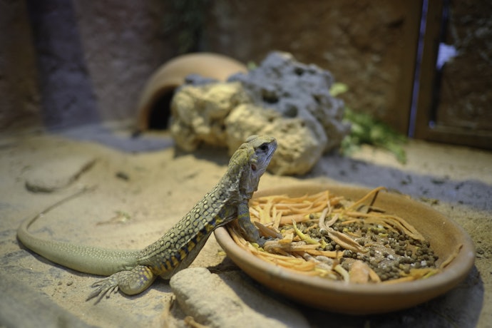 砂の誤飲を防ぐ方法はある?