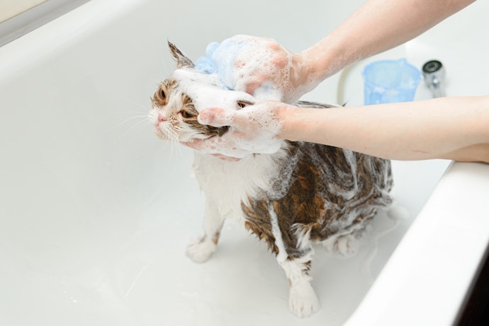 猫のシャンプーのやり方は?