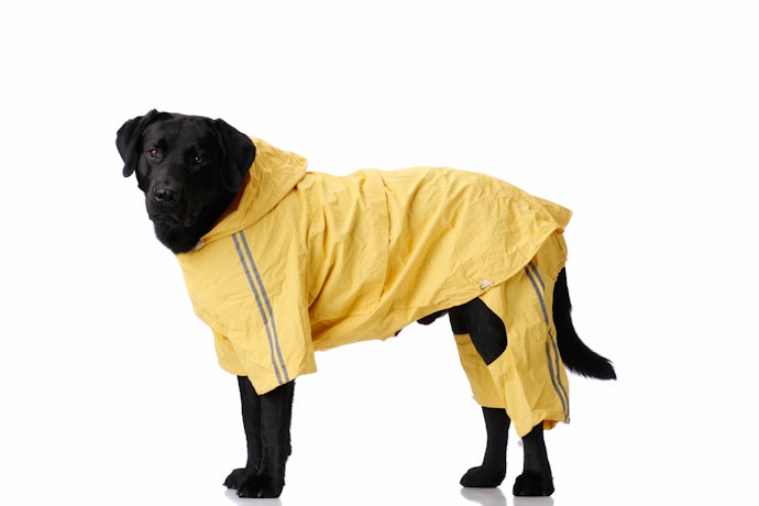 犬用レインコートは手作りできる?簡単な作り方は?