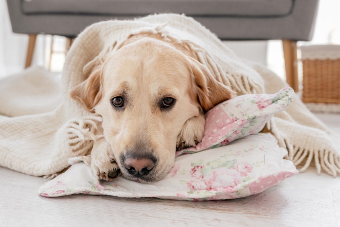 老犬用オムツを使うときの注意点は?いつ交換する?
