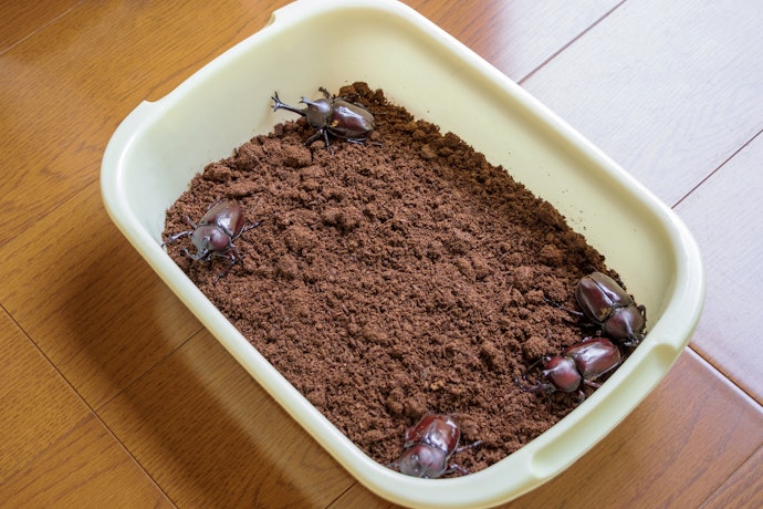 カブトムシ用マットは自作できる?作り方は?
