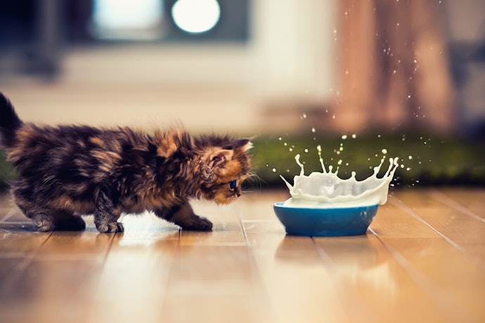 子猫がミルクを飲まない!原因・対処法は?