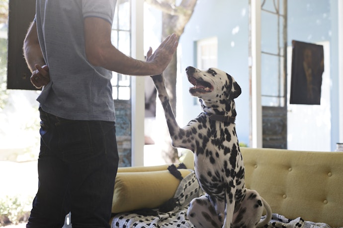 リードを嫌がる犬にはどう対処すればいいの?