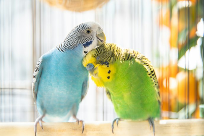 インコ用ヒーターは寝るときに切るべき?つけっぱなしでもよい?
