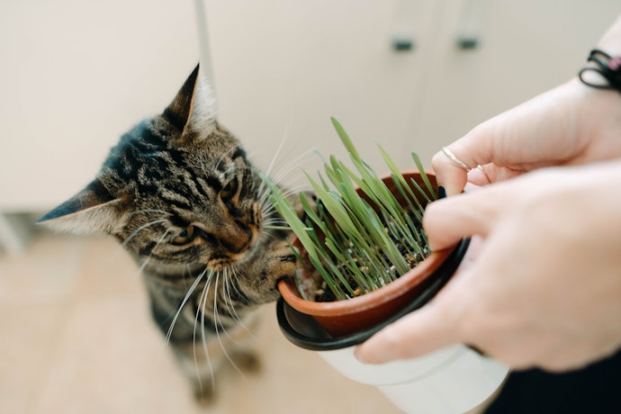 猫草を食べないときや食べすぎているときの対処法は?