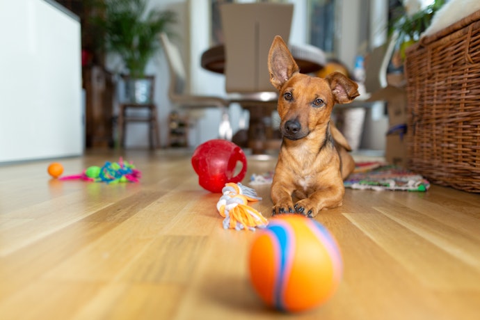 海外製の犬用知育玩具の注意点とは?