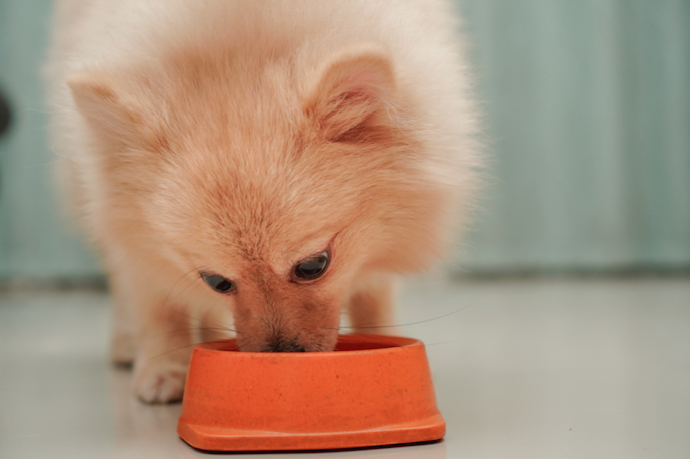 早食い防止食器の効果を高める方法はある?