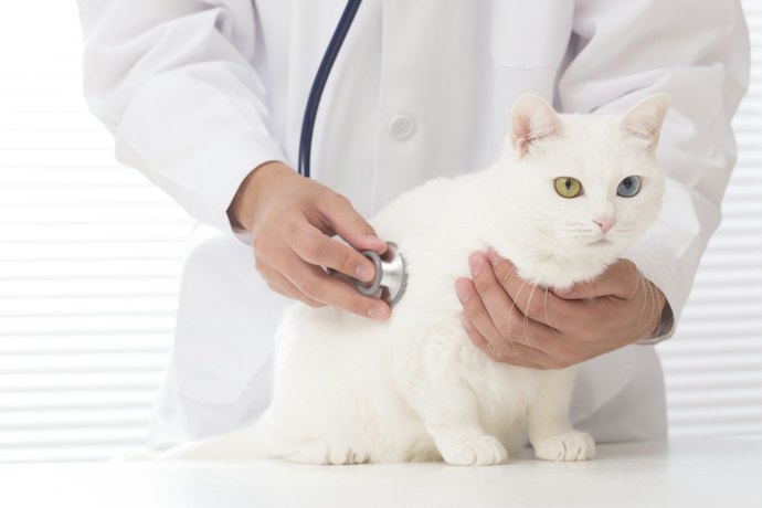 猫の定期健診はどのくらいの頻度で行くべき?