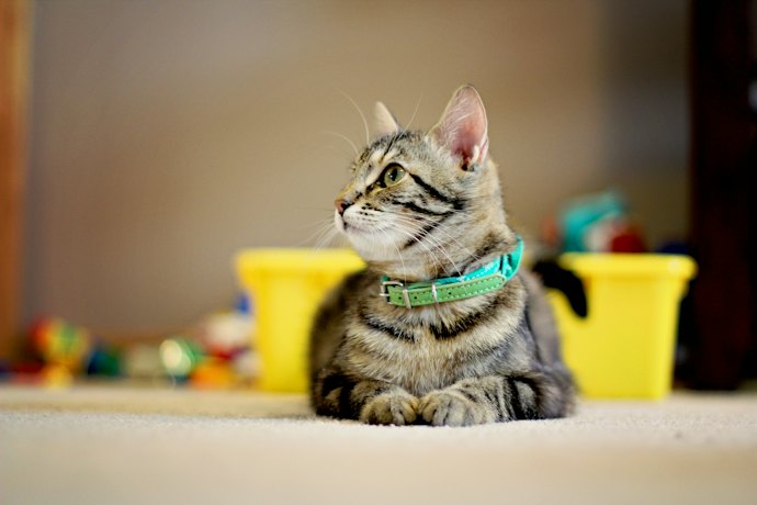 好みのデザインにしたい!猫用首輪は手作りできる?