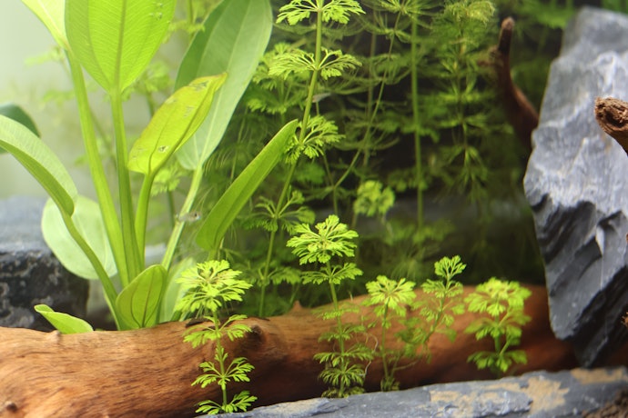 水草の植え方は?